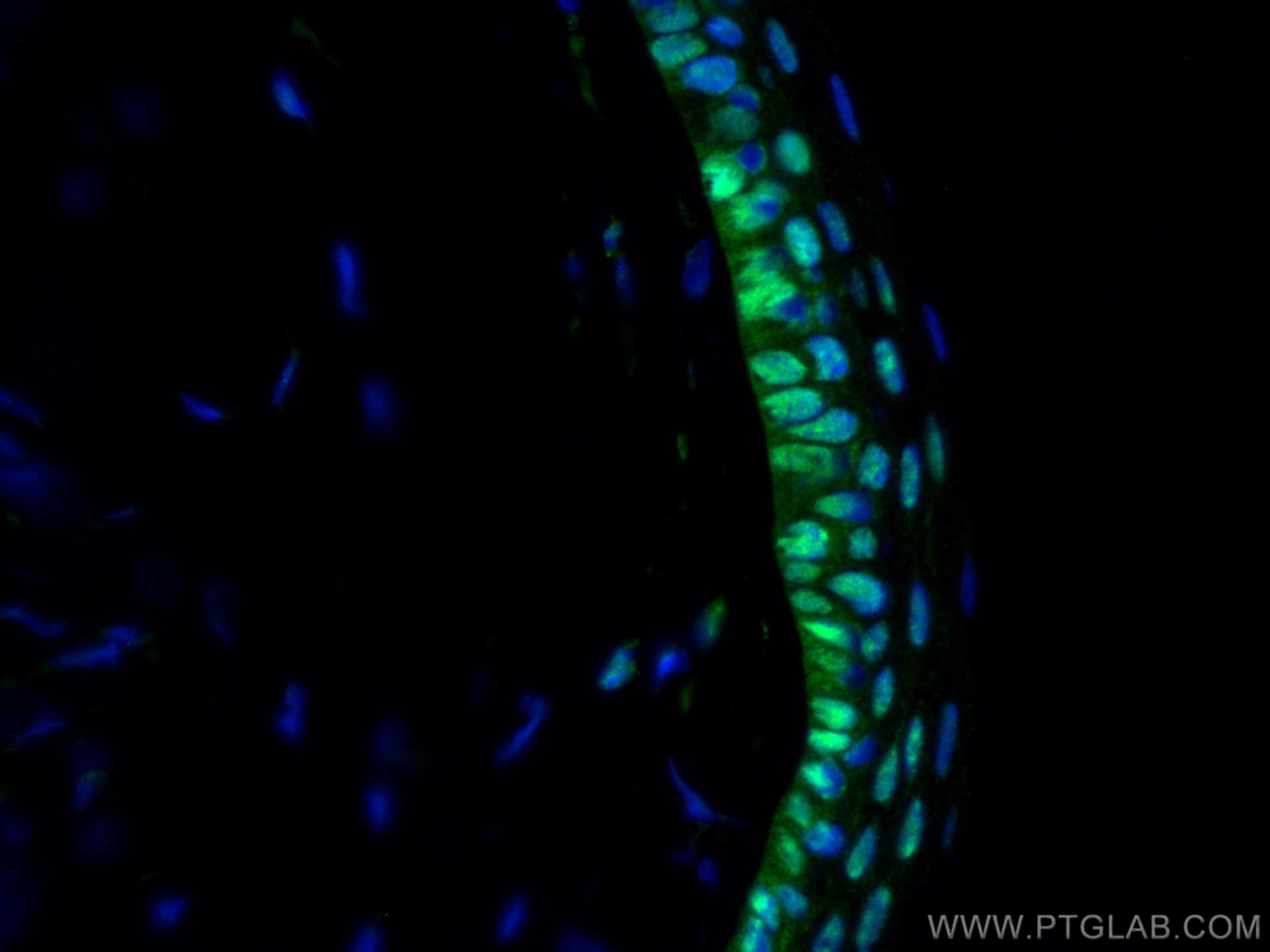 Immunofluorescence (IF) / fluorescent staining of rat eye tissue using PAX6 Polyclonal antibody (12323-1-AP)