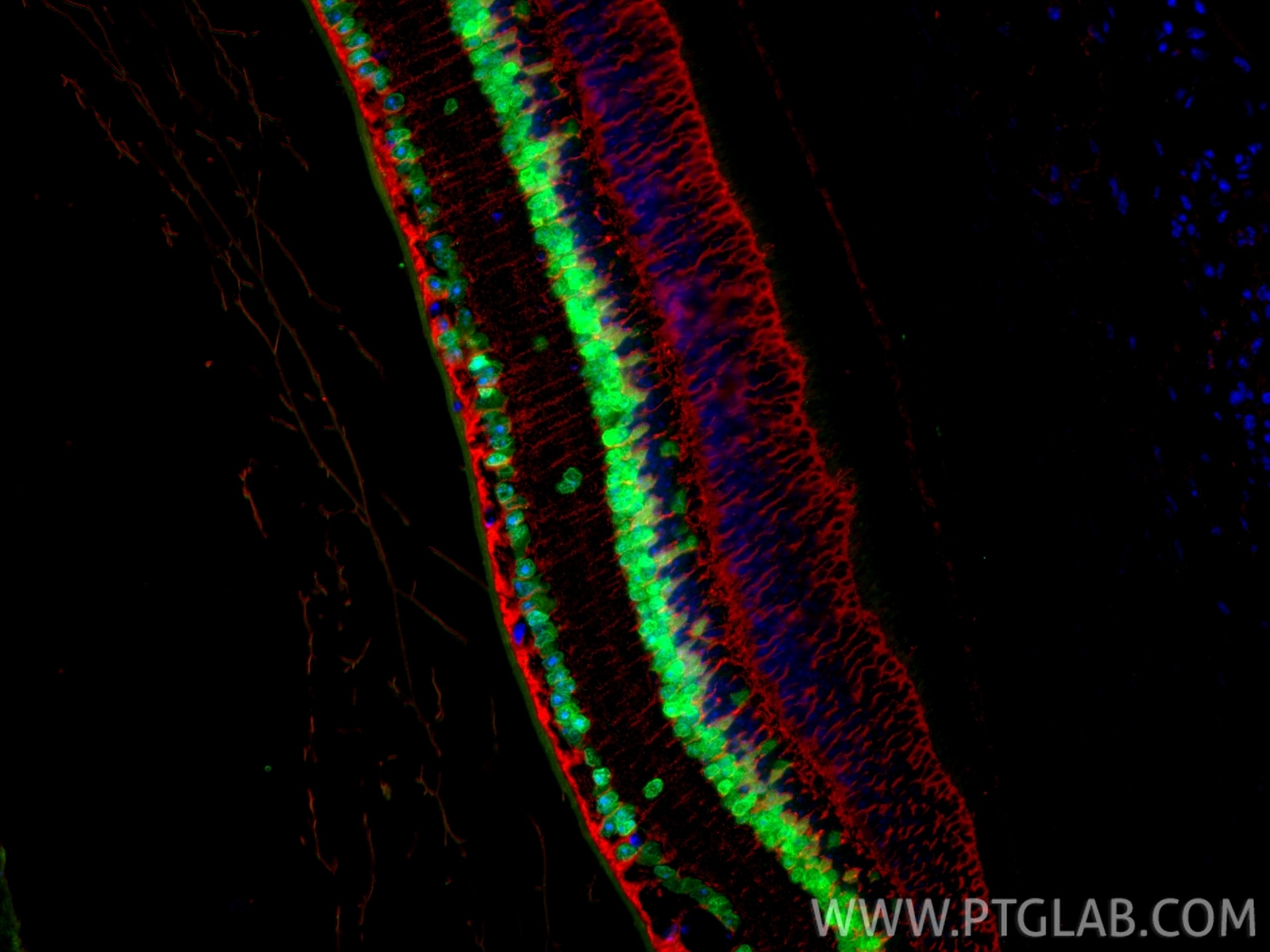 Immunofluorescence (IF) / fluorescent staining of mouse eye tissue using PAX6 Polyclonal antibody (12323-1-AP)