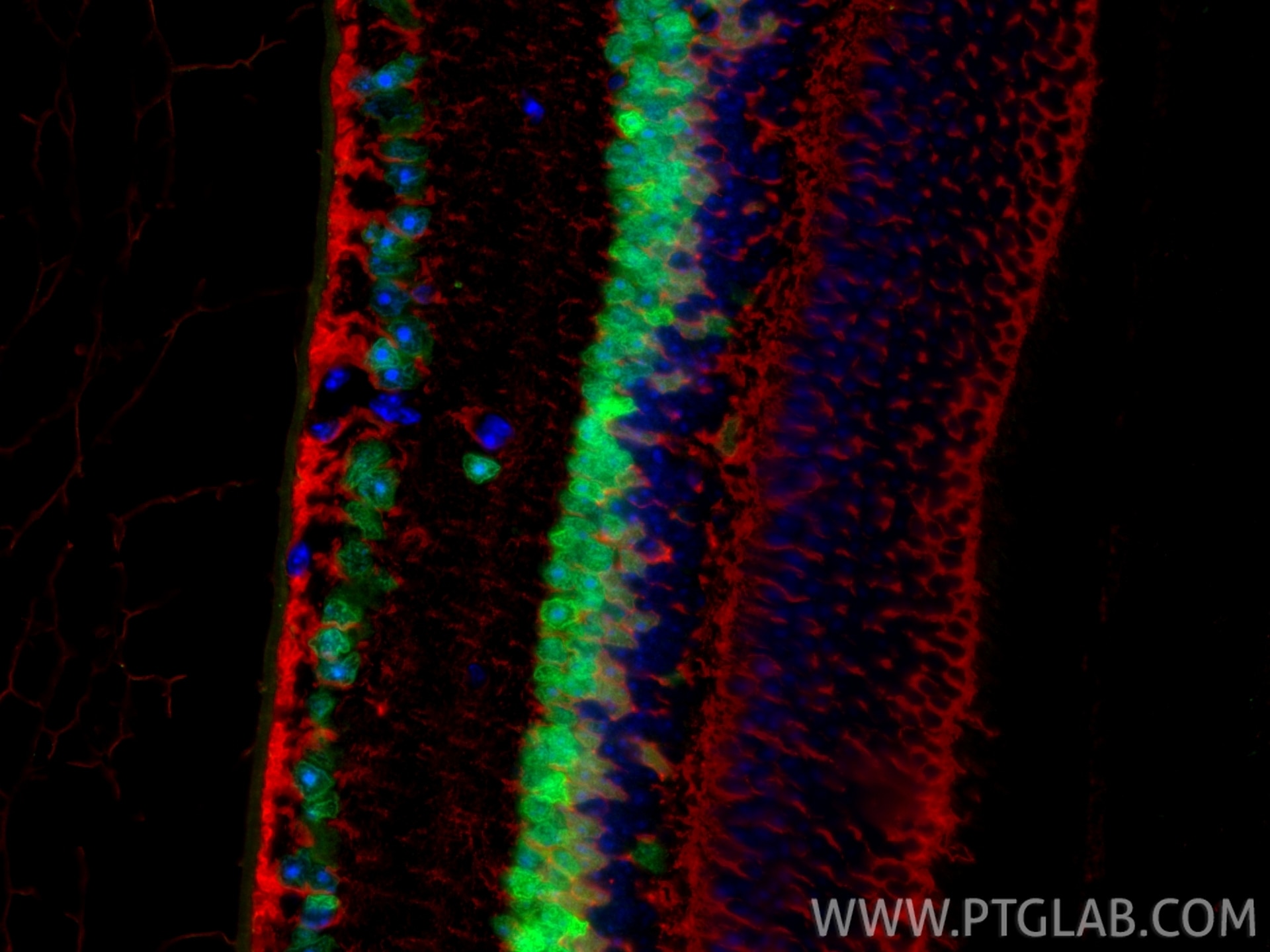 Immunofluorescence (IF) / fluorescent staining of mouse eye tissue using PAX6 Polyclonal antibody (12323-1-AP)