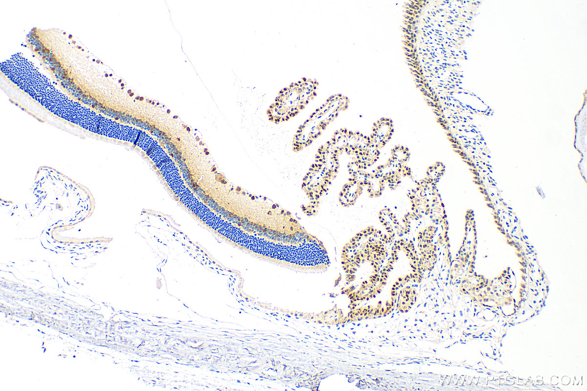 Immunohistochemistry (IHC) staining of rat eye tissue using PAX6 Polyclonal antibody (12323-1-AP)