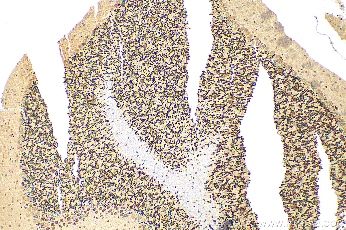 Immunohistochemistry (IHC) staining of mouse cerebellum tissue using PAX6 Polyclonal antibody (12323-1-AP)