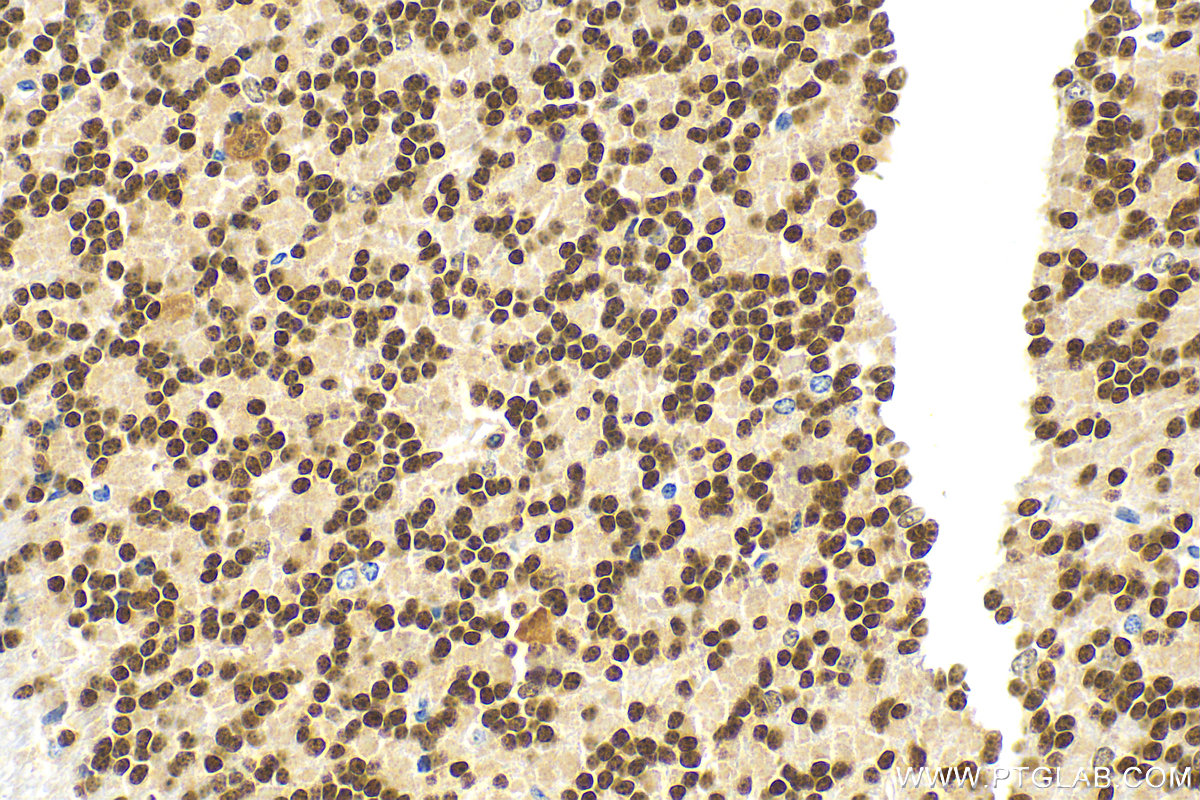 Immunohistochemistry (IHC) staining of mouse cerebellum tissue using PAX6 Polyclonal antibody (12323-1-AP)