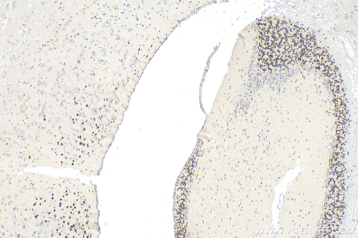 Immunohistochemistry (IHC) staining of mouse cerebellum tissue using PAX6 Polyclonal antibody (12323-1-AP)