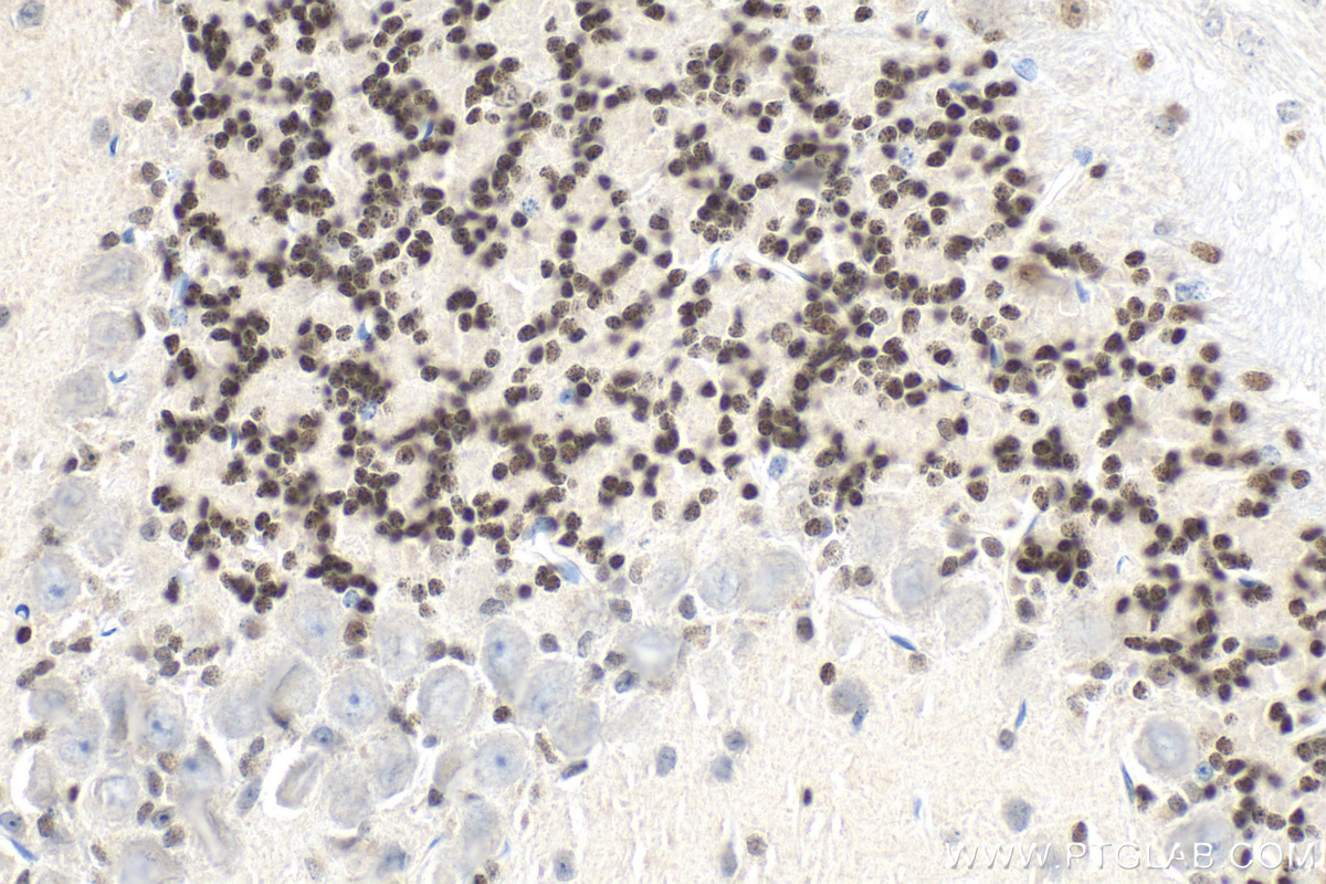Immunohistochemistry (IHC) staining of mouse cerebellum tissue using PAX6 Polyclonal antibody (12323-1-AP)