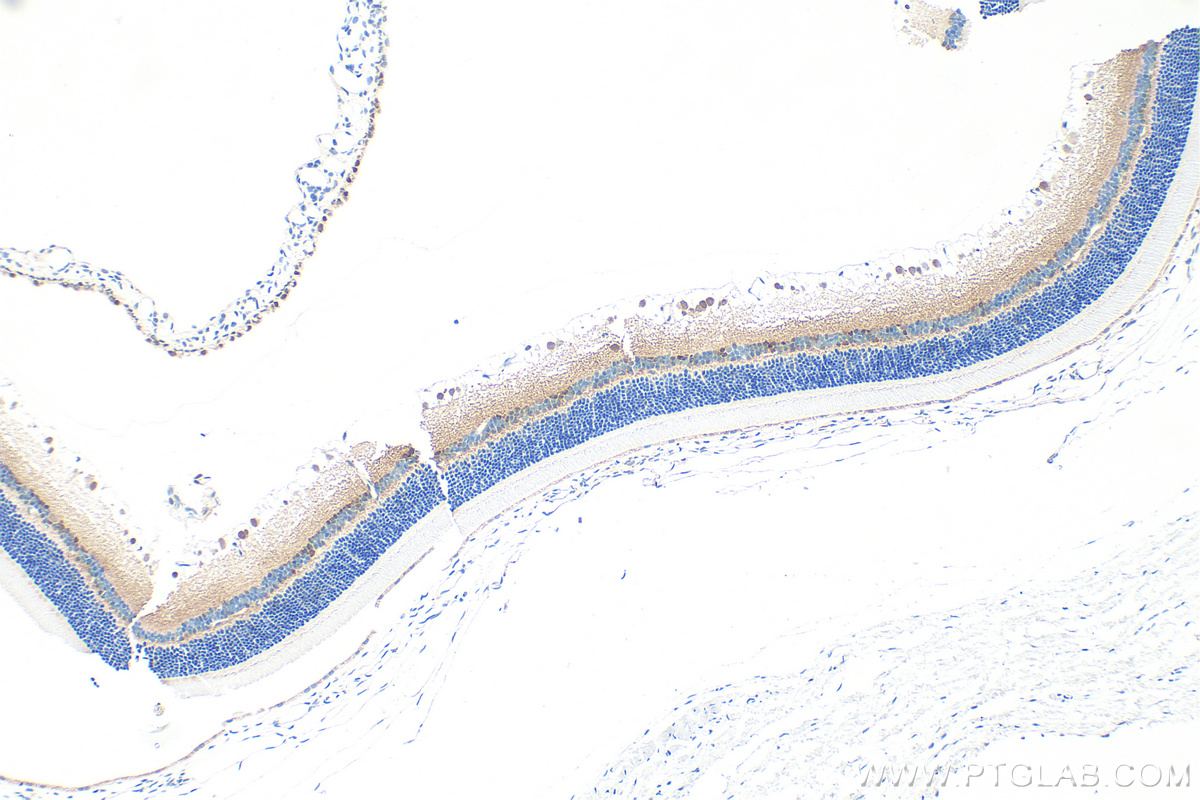 Immunohistochemistry (IHC) staining of rat eye tissue using PAX6 Polyclonal antibody (12323-1-AP)