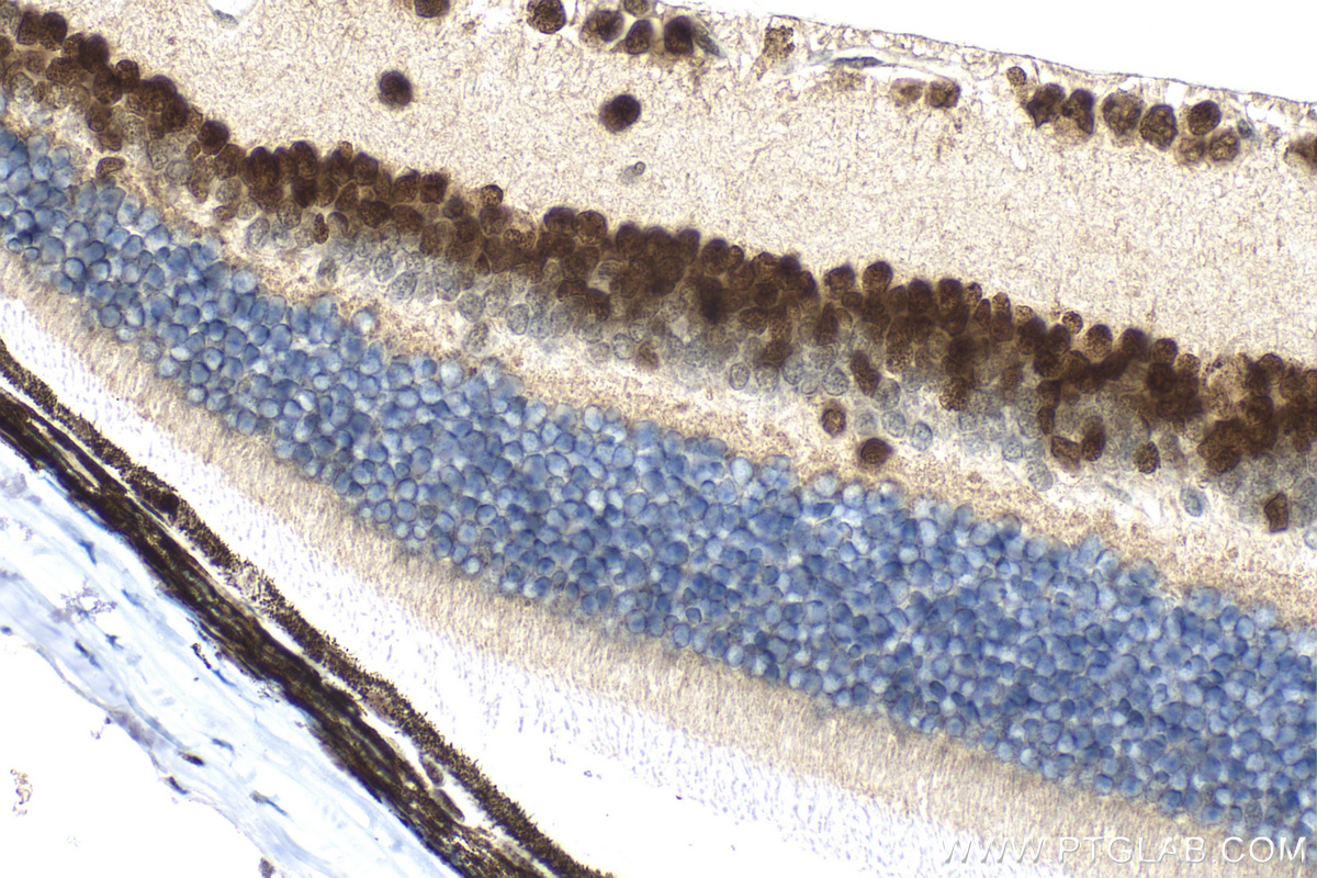 Immunohistochemistry (IHC) staining of mouse eye tissue using PAX6 Polyclonal antibody (12323-1-AP)
