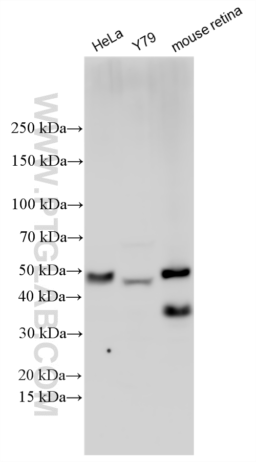 Western Blot (WB) analysis of various lysates using PAX6 Polyclonal antibody (12323-1-AP)