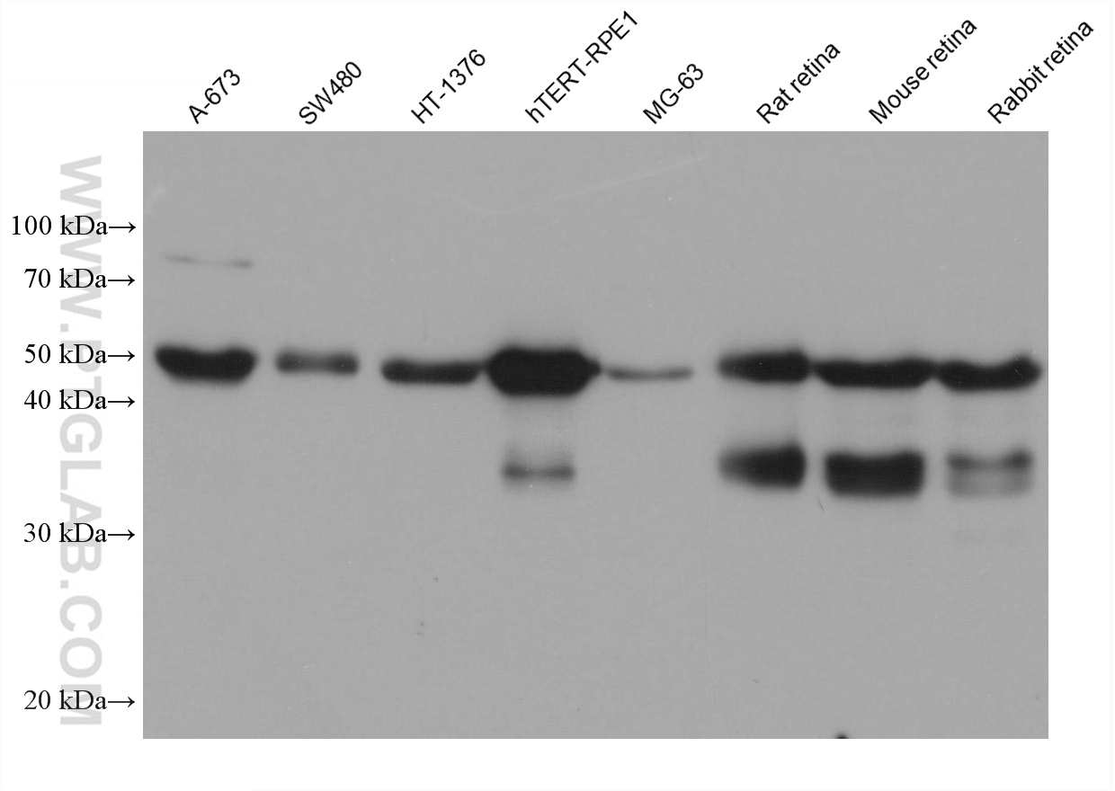 Western Blot (WB) analysis of various lysates using PAX6 Monoclonal antibody (67529-1-Ig)