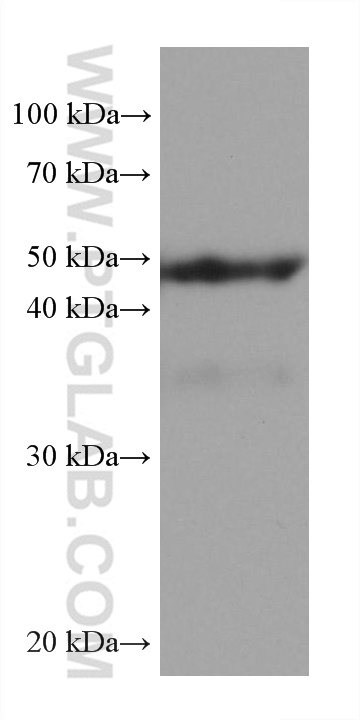 Western Blot (WB) analysis of rat cerebellum tissue using PAX6 Monoclonal antibody (67529-1-Ig)