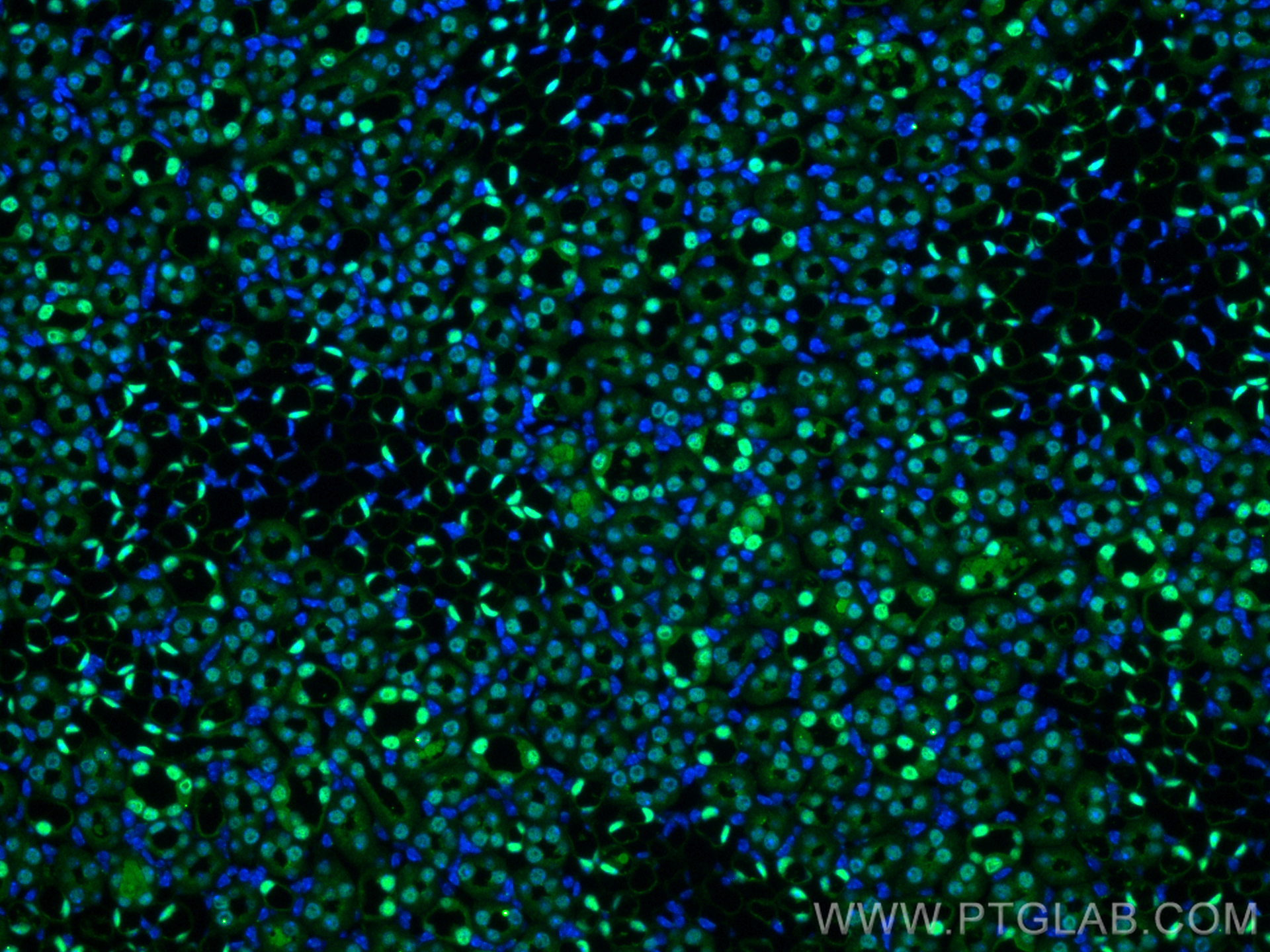 Immunofluorescence (IF) / fluorescent staining of mouse kidney tissue using PAX8 Monoclonal antibody (60145-4-Ig)