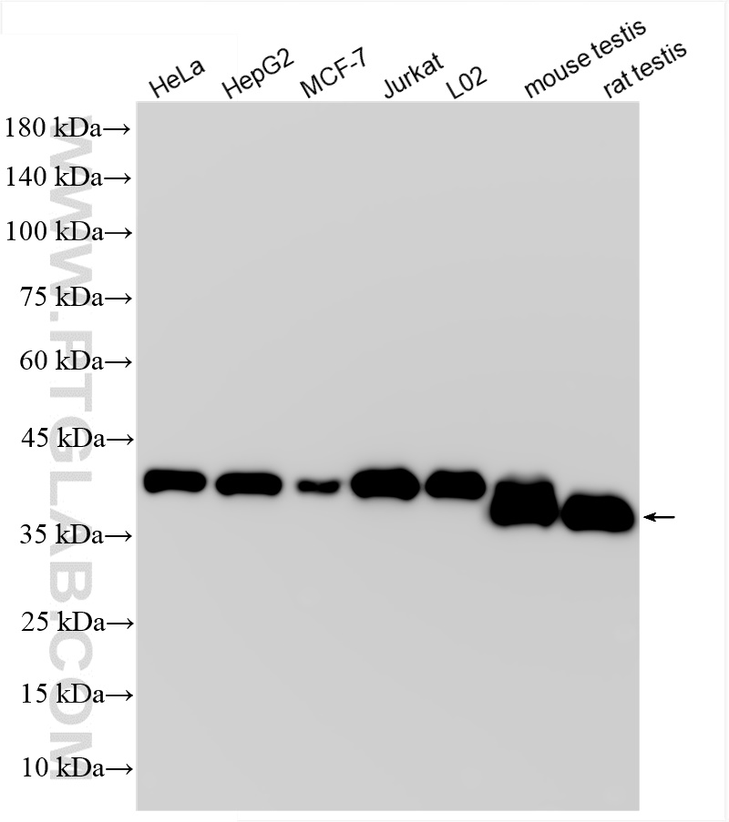 Western Blot (WB) analysis of various lysates using PBK/SPK Recombinant antibody (84970-1-RR)