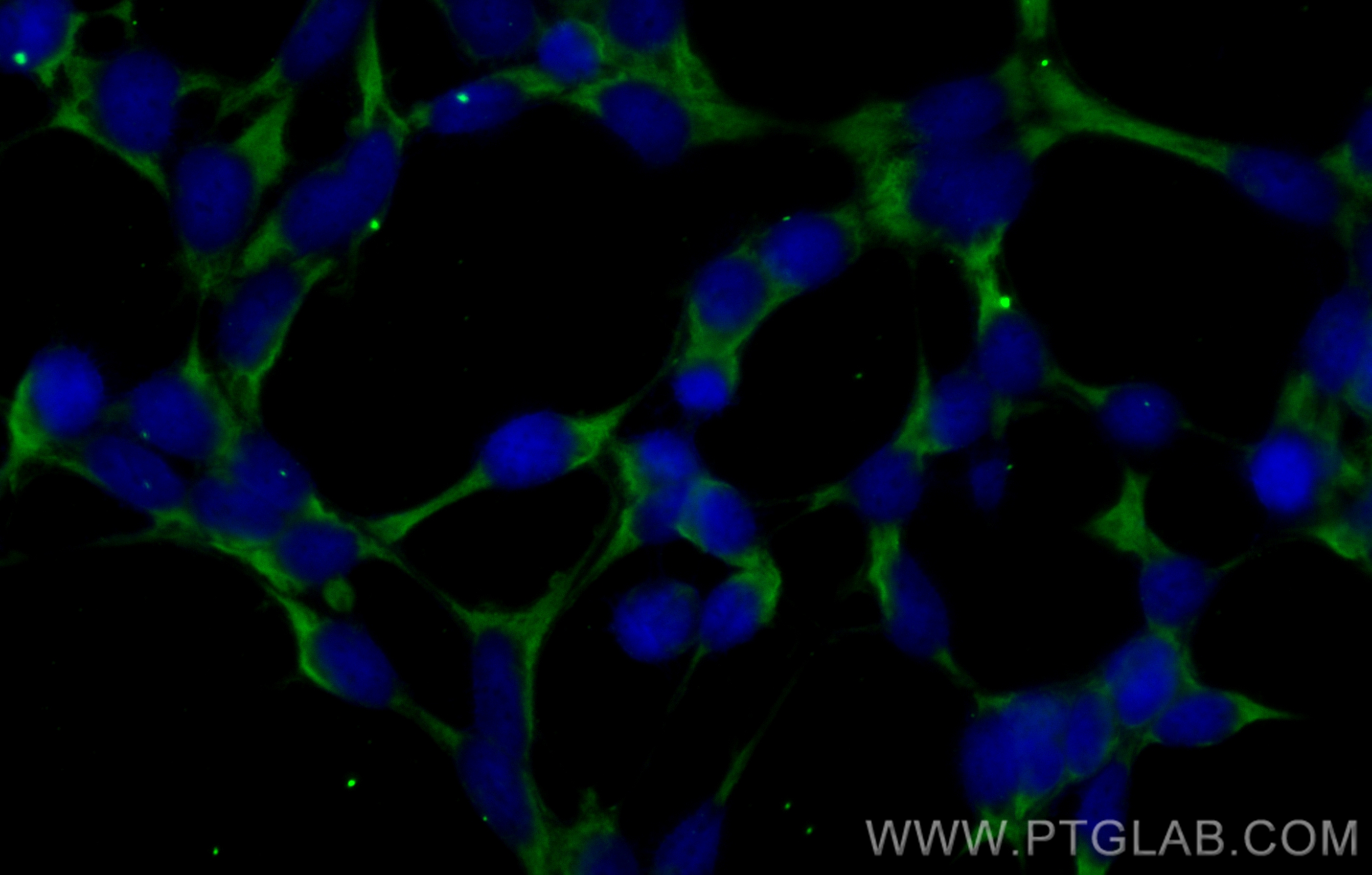 Immunofluorescence (IF) / fluorescent staining of HEK-293 cells using CoraLite® Plus 488-conjugated PBLD Monoclonal anti (CL488-68317)