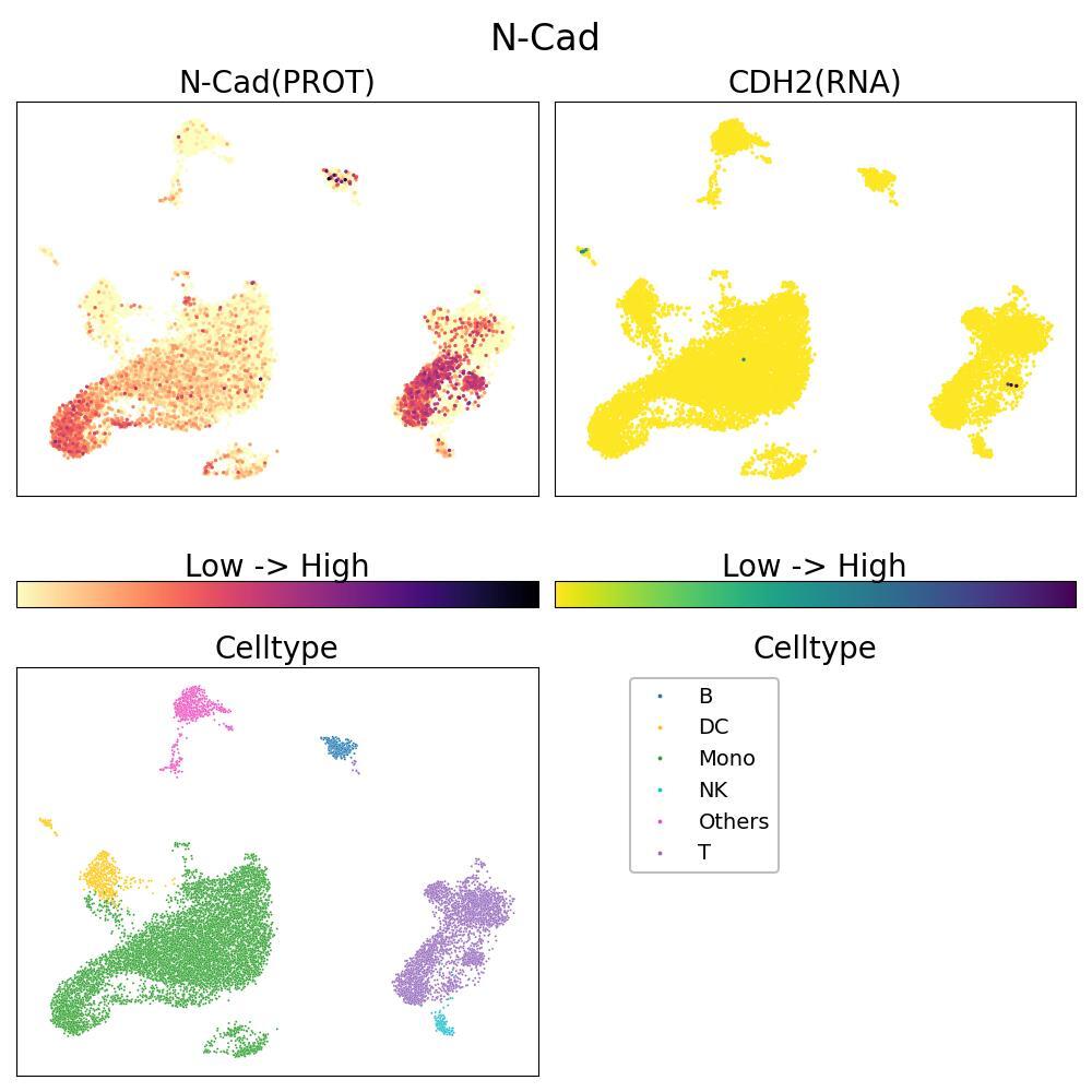 N-cadherin, involved in cell-cell adhesion and signal transduction, crucial in the nervous system and heart. UMAP shows resting PBMCs.