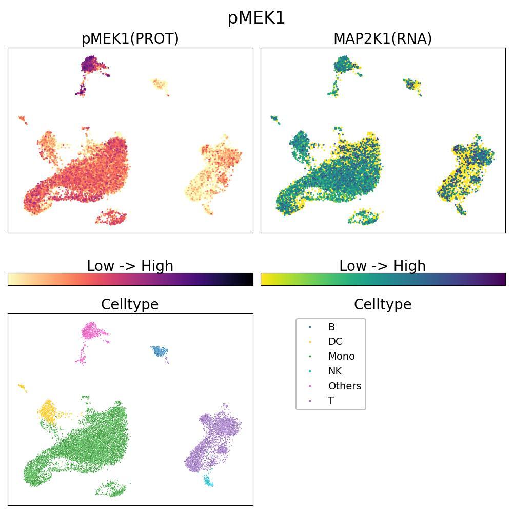 Phosphorylated MAP kinase kinase 1 at Serine 298, part of the MAPK/ERK pathway, involved in cell growth signaling. UMAP shows resting PBMCs.