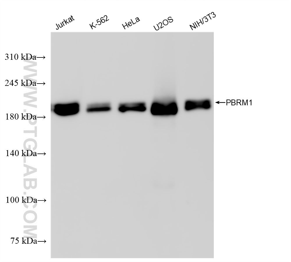 Western Blot (WB) analysis of various lysates using PBRM1 Recombinant antibody (83677-2-RR)