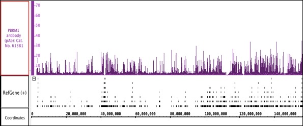 PBRM1 antibody (pAb) tested by ChIP-Seq.Chromatin immunoprecipitation (ChIP) was performed using the ChIP-IT High Sensitivity Kit (Cat. No. 53040) with 30 ug of chromatin from mouse liver and 4 ug PBRM1 antibody. ChIP DNA was sequenced on the Illumina HiSeq and 3.9 million sequence tags were mapped to identify PBRM1 binding sites.