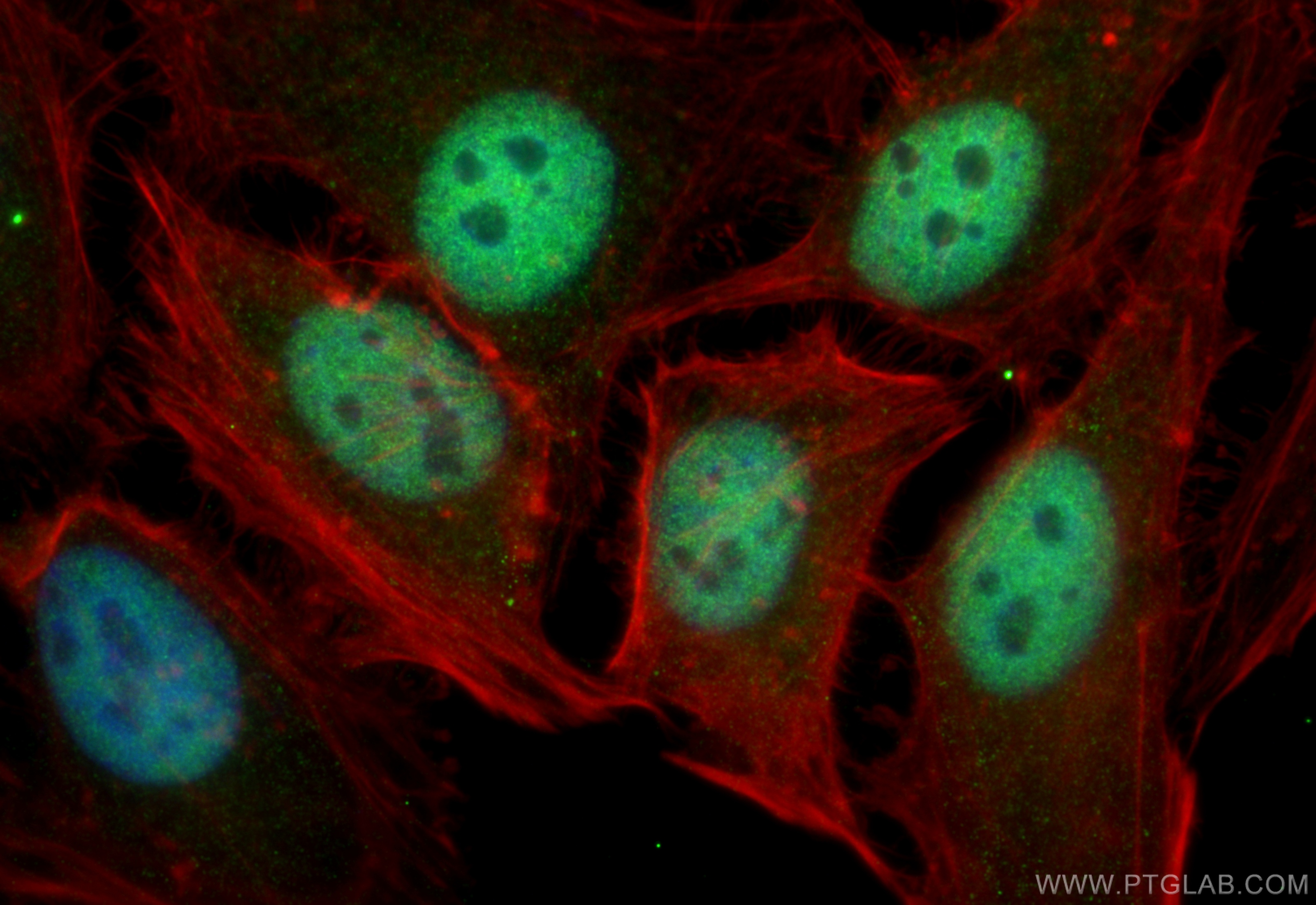 Immunofluorescence (IF) / fluorescent staining of HeLa cells using PBX3 Polyclonal antibody (12571-1-AP)