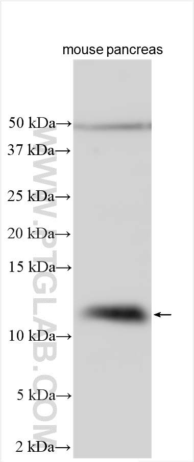 Western Blot (WB) analysis of various lysates using PCBD1 Polyclonal antibody (15702-1-AP)