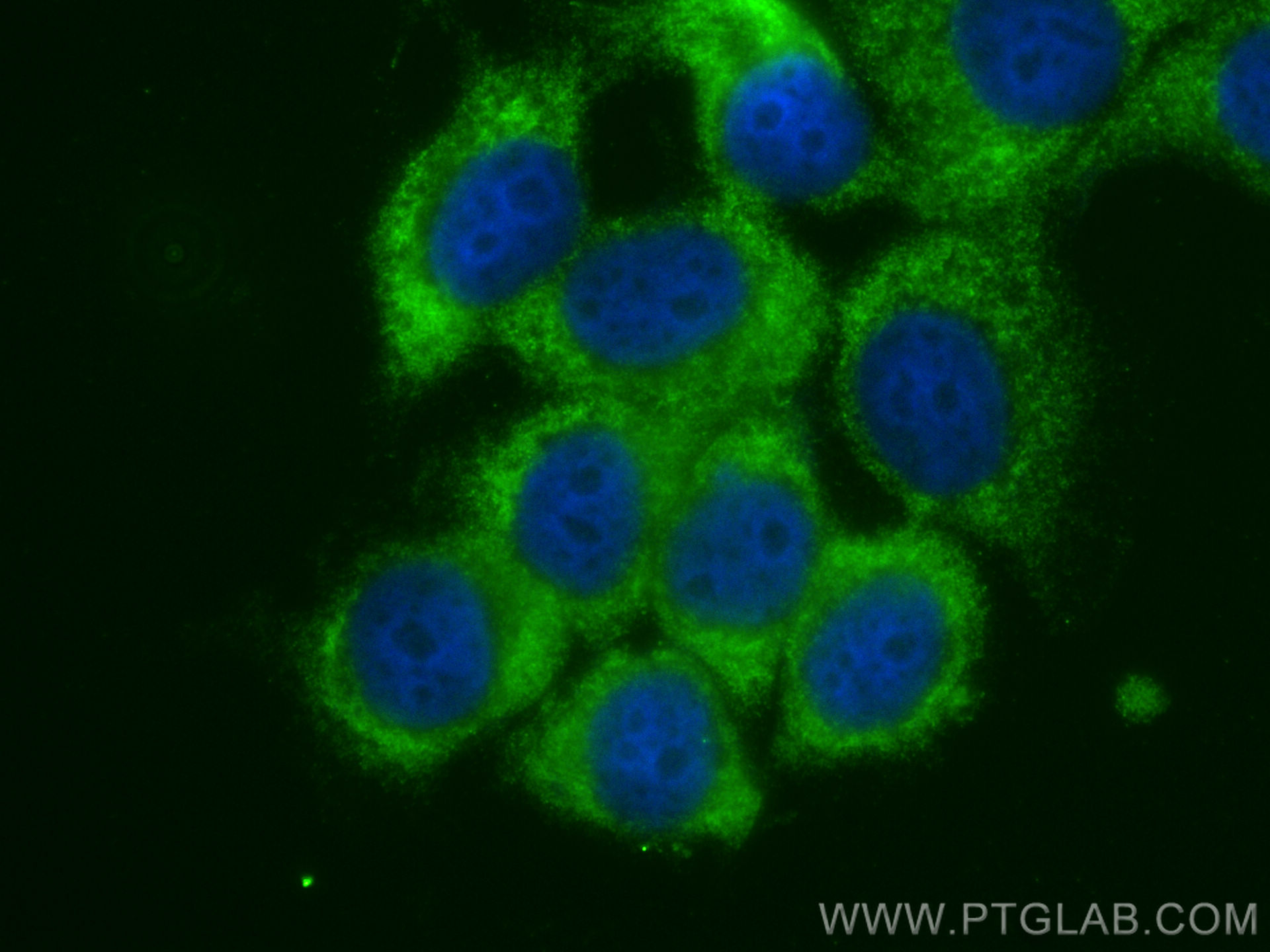 Immunofluorescence (IF) / fluorescent staining of MCF-7 cells using PCBP3 Polyclonal antibody (16141-1-AP)