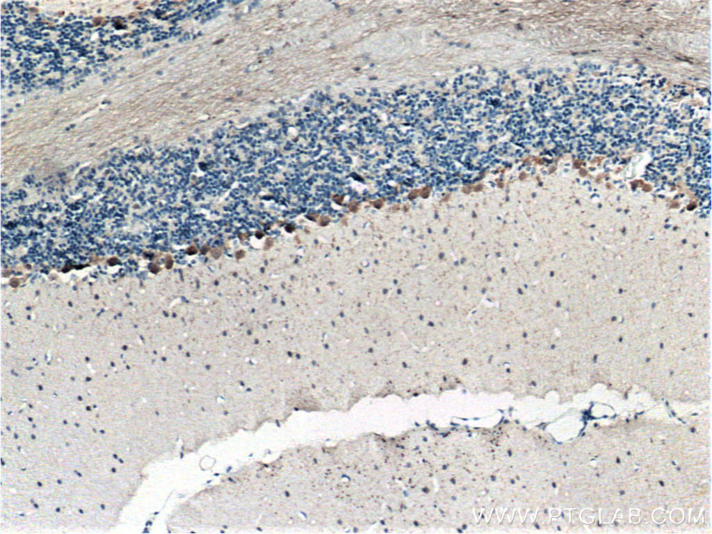 Immunohistochemistry (IHC) staining of mouse brain tissue using PCDH18 Polyclonal antibody (18026-1-AP)