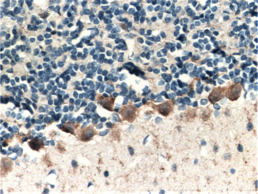 Immunohistochemistry (IHC) staining of mouse brain tissue using PCDH18 Polyclonal antibody (18026-1-AP)