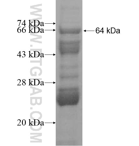 PCDH18 fusion protein Ag12591 SDS-PAGE