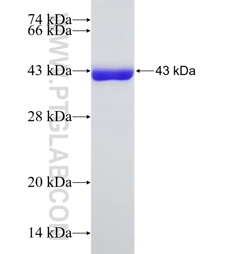 PCDH20 fusion protein Ag21407 SDS-PAGE