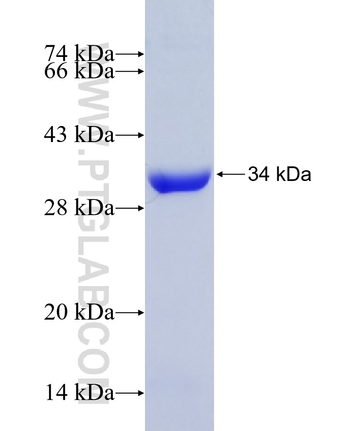 PCDH24 fusion protein Ag25871 SDS-PAGE