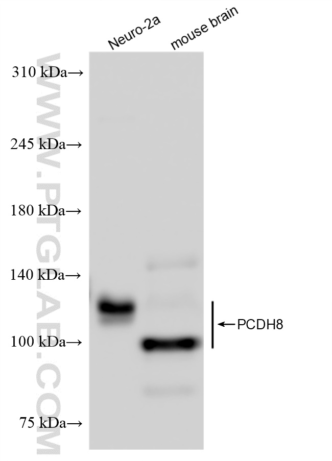 Western Blot (WB) analysis of various lysates using PCDH8 Recombinant antibody (84134-3-RR)