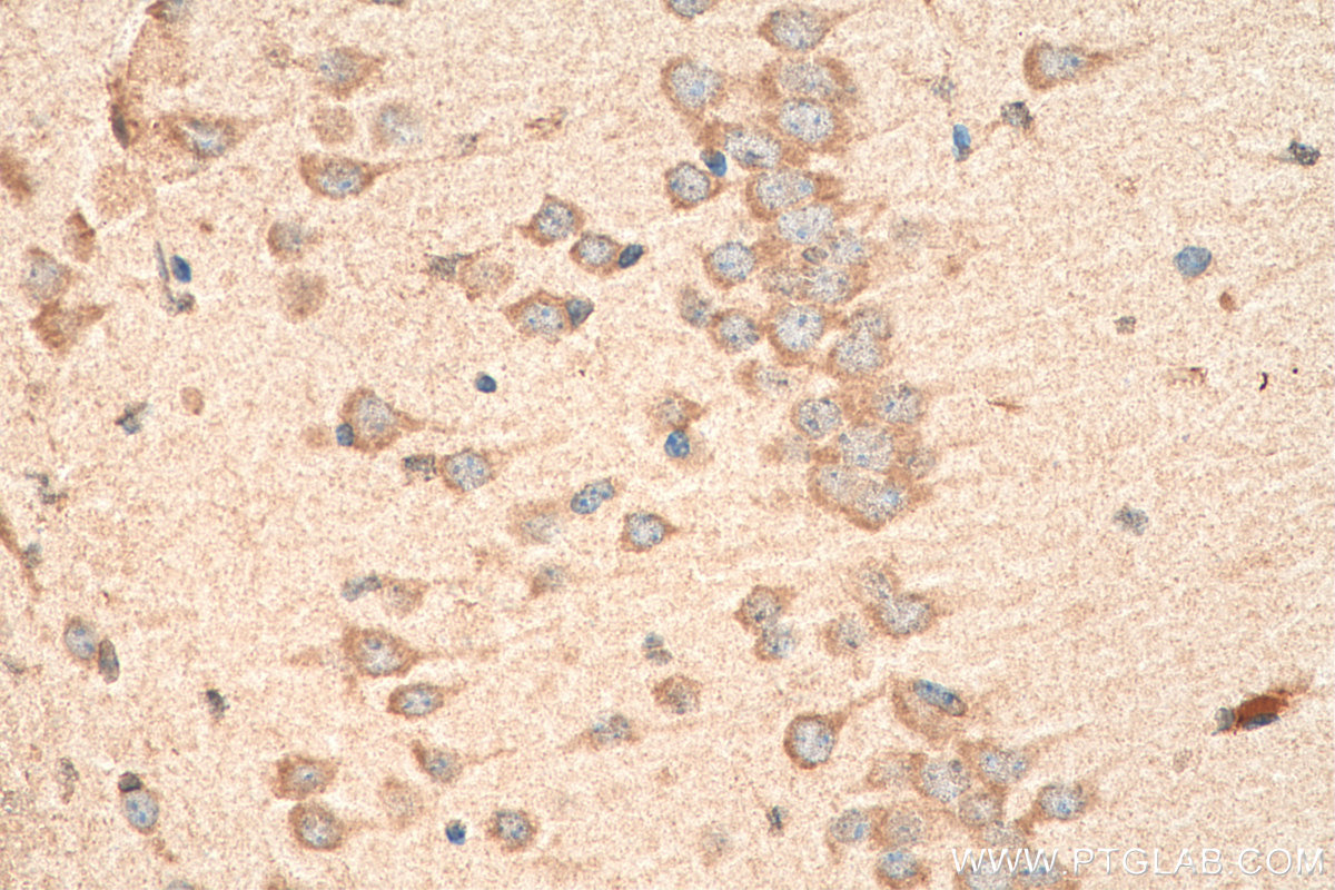 Immunohistochemistry (IHC) staining of mouse brain tissue using PCDHA3 Polyclonal antibody (18803-1-AP)