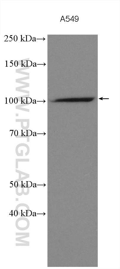 Western Blot (WB) analysis of various lysates using PCDHA3 Polyclonal antibody (18803-1-AP)