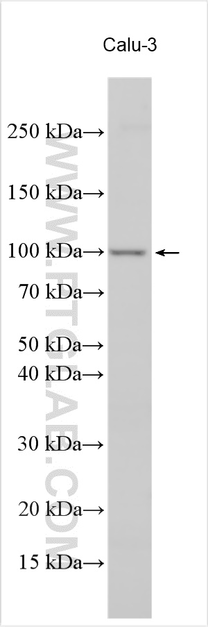 Western Blot (WB) analysis of various lysates using PCDHA3 Polyclonal antibody (18803-1-AP)