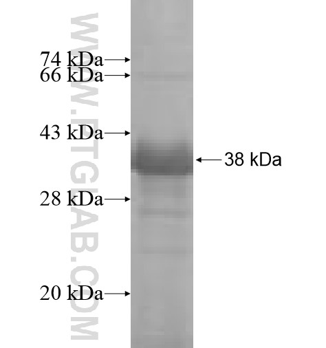 PCDHB10 fusion protein Ag6427 SDS-PAGE