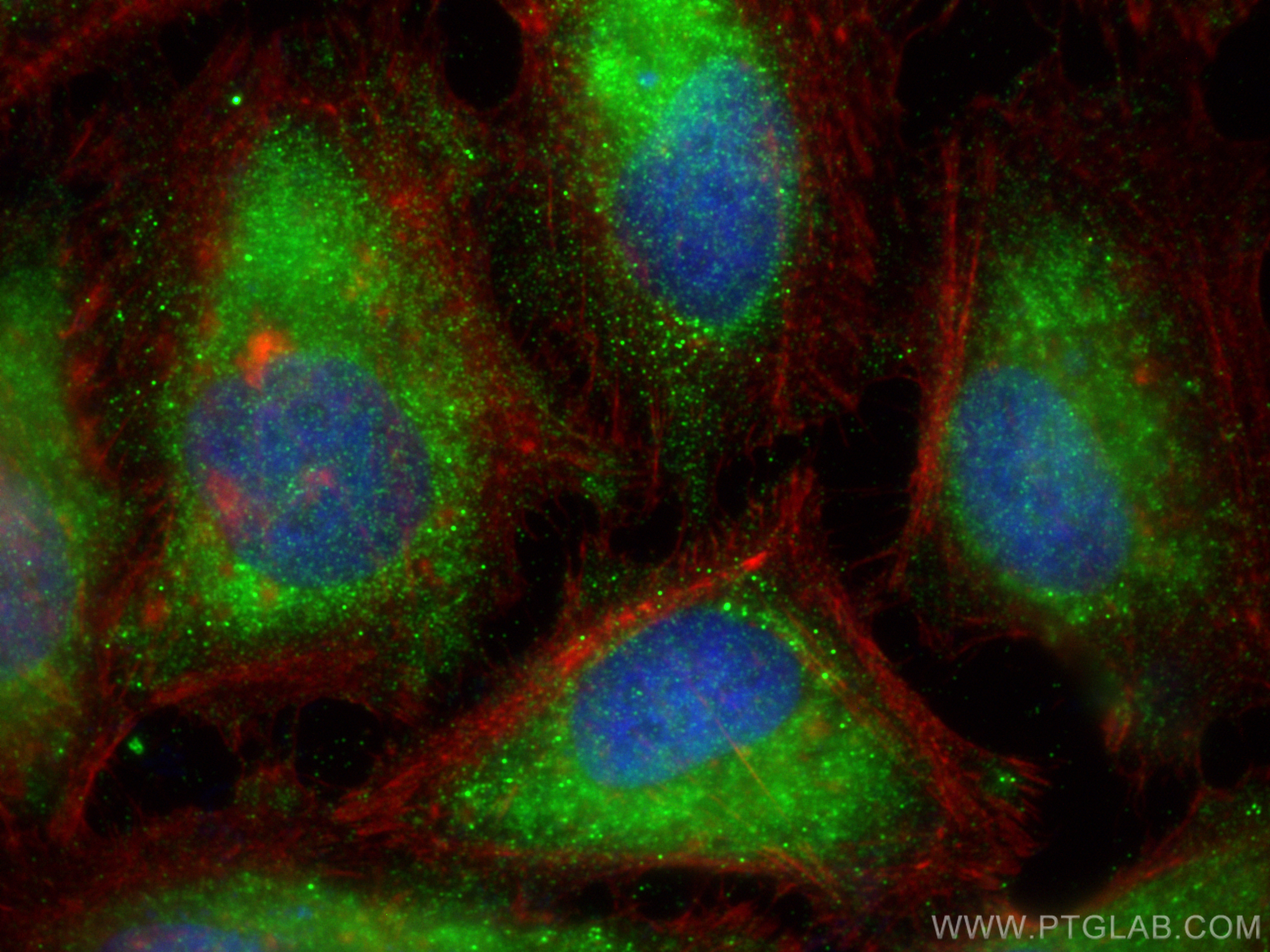 Immunofluorescence (IF) / fluorescent staining of HeLa cells using PCDHGB3 Polyclonal antibody (21204-1-AP)