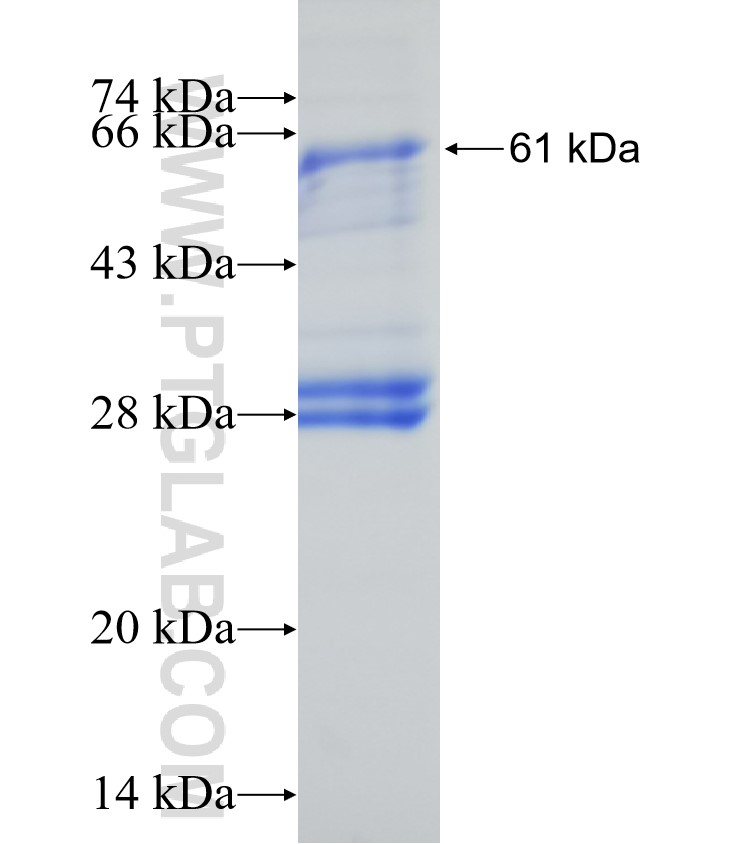 PCDHGC3 fusion protein Ag1243 SDS-PAGE