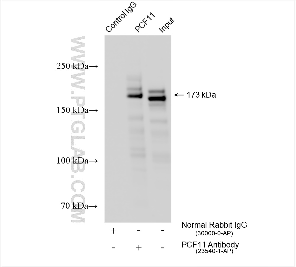 Immunoprecipitation (IP) experiment of K-562 cells using PCF11 Polyclonal antibody (23540-1-AP)