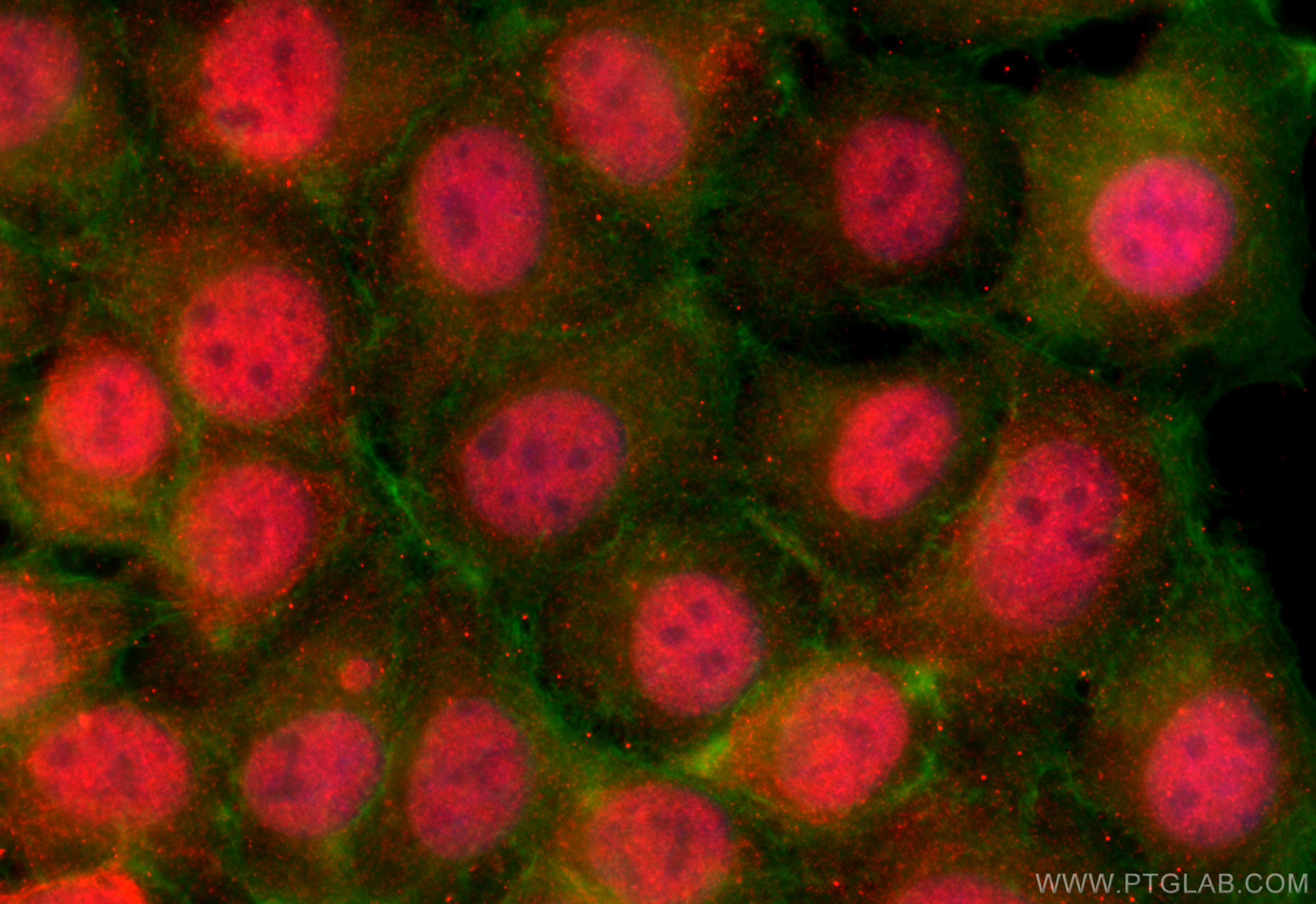 Immunofluorescence (IF) / fluorescent staining of MCF-7 cells using PCIF1 Polyclonal antibody (16082-1-AP)