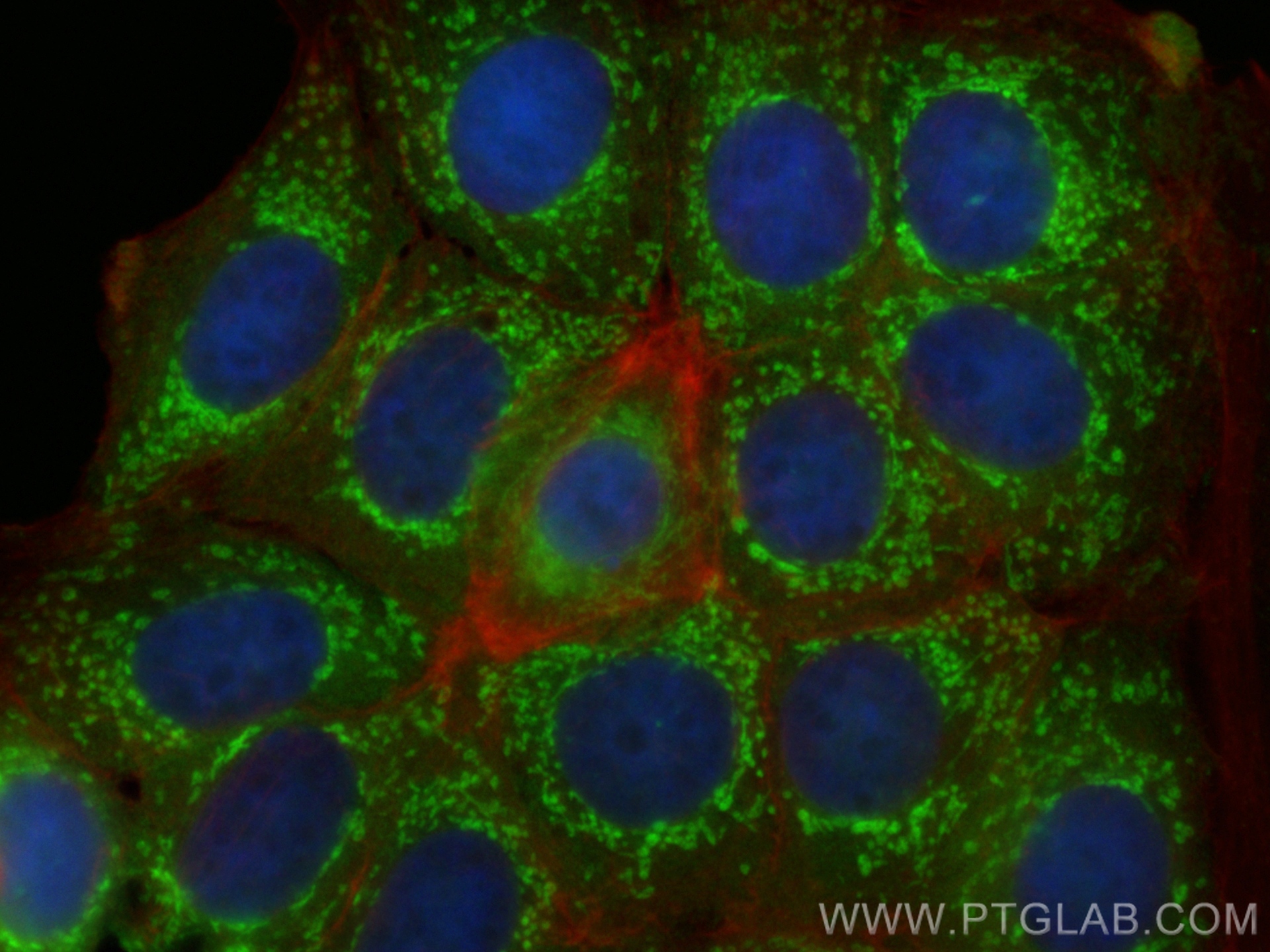 Immunofluorescence (IF) / fluorescent staining of MCF-7 cells using CoraLite® Plus 488-conjugated PCK2 Monoclonal anti (CL488-67676)