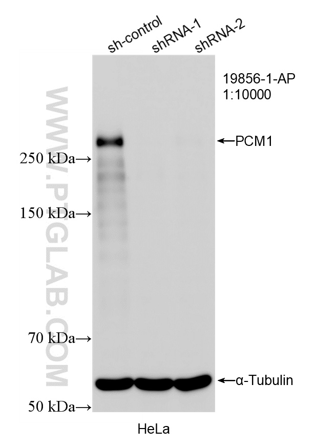 Western Blot (WB) analysis of HeLa cells using PCM1 Polyclonal antibody (19856-1-AP)