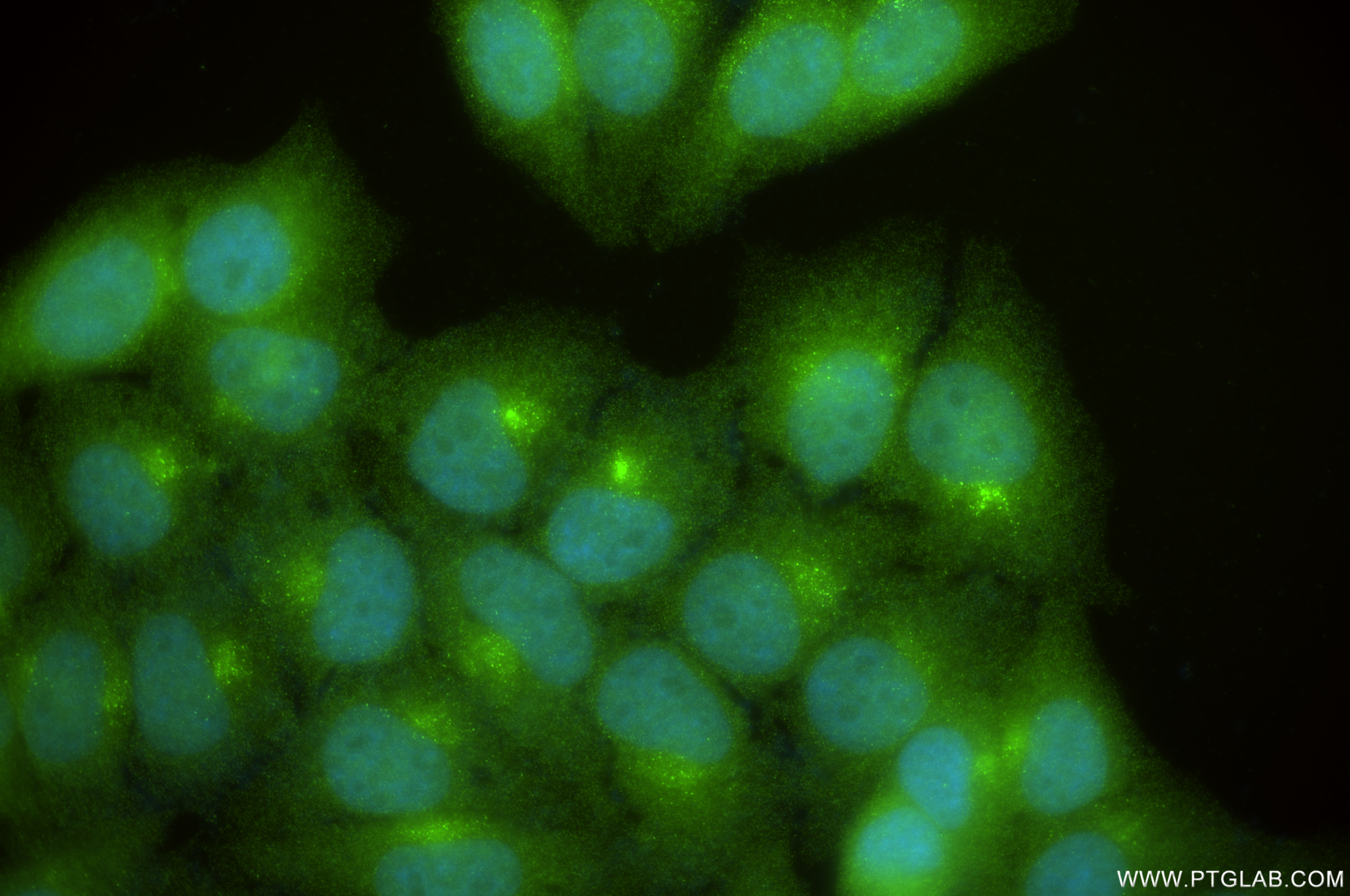 Immunofluorescence (IF) / fluorescent staining of HepG2 cells using PCM1 Recombinant antibody (84979-1-RR)