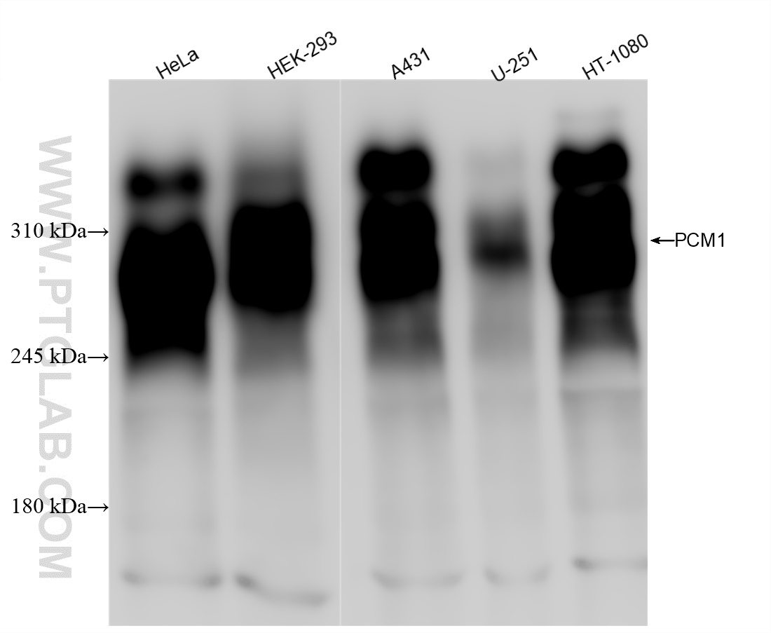 Western Blot (WB) analysis of various lysates using PCM1 Recombinant antibody (84979-1-RR)