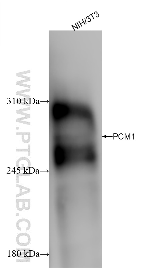 Western Blot (WB) analysis of various lysates using PCM1 Recombinant antibody (84979-1-RR)