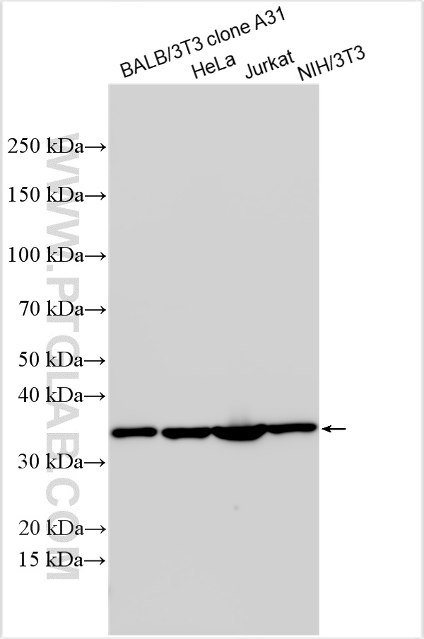 Western Blot (WB) analysis of various lysates using PCNA Polyclonal antibody (10205-2-AP)