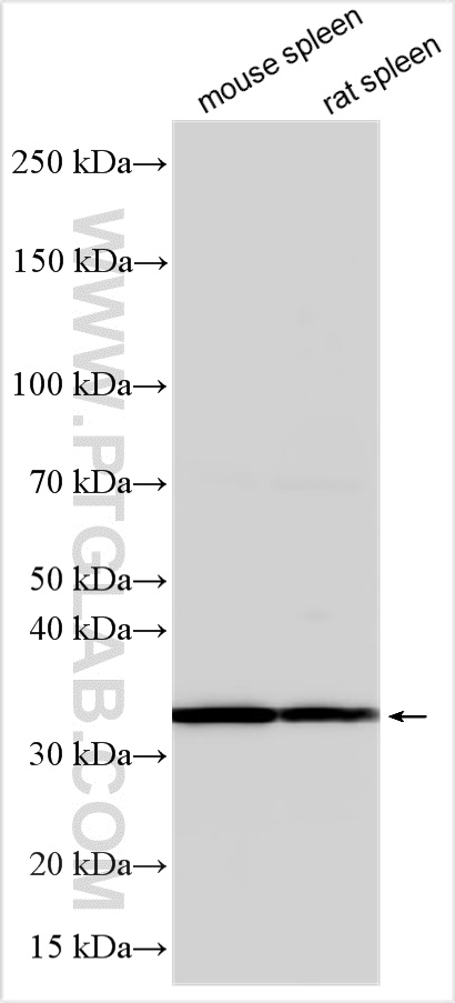 Western Blot (WB) analysis of various lysates using PCNA Polyclonal antibody (10205-2-AP)