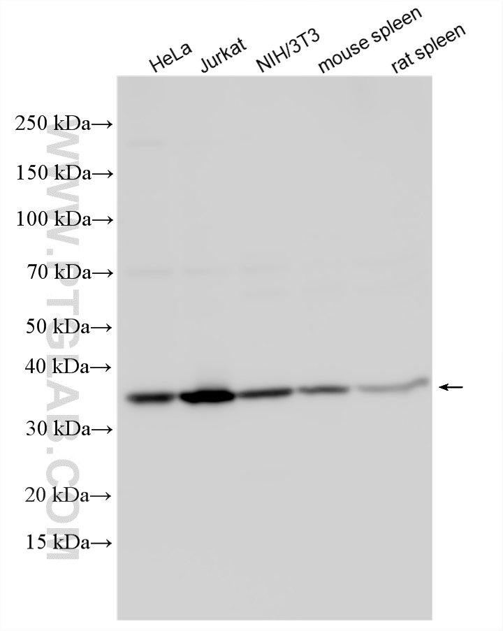 Western Blot (WB) analysis of various lysates using PCNA Polyclonal antibody (10205-2-AP)