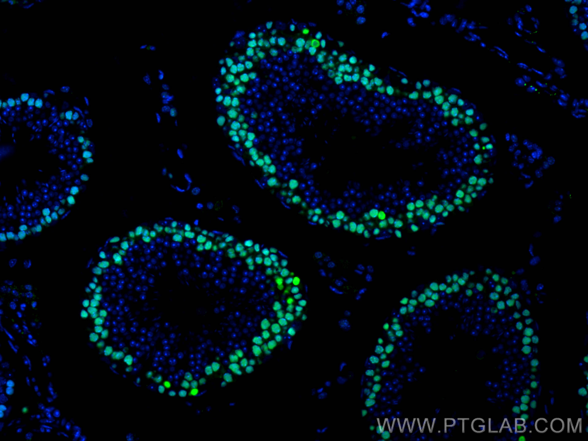 Immunofluorescence (IF) / fluorescent staining of mouse testis tissue using CoraLite® Plus 488-conjugated PCNA Polyclonal anti (CL488-10205)