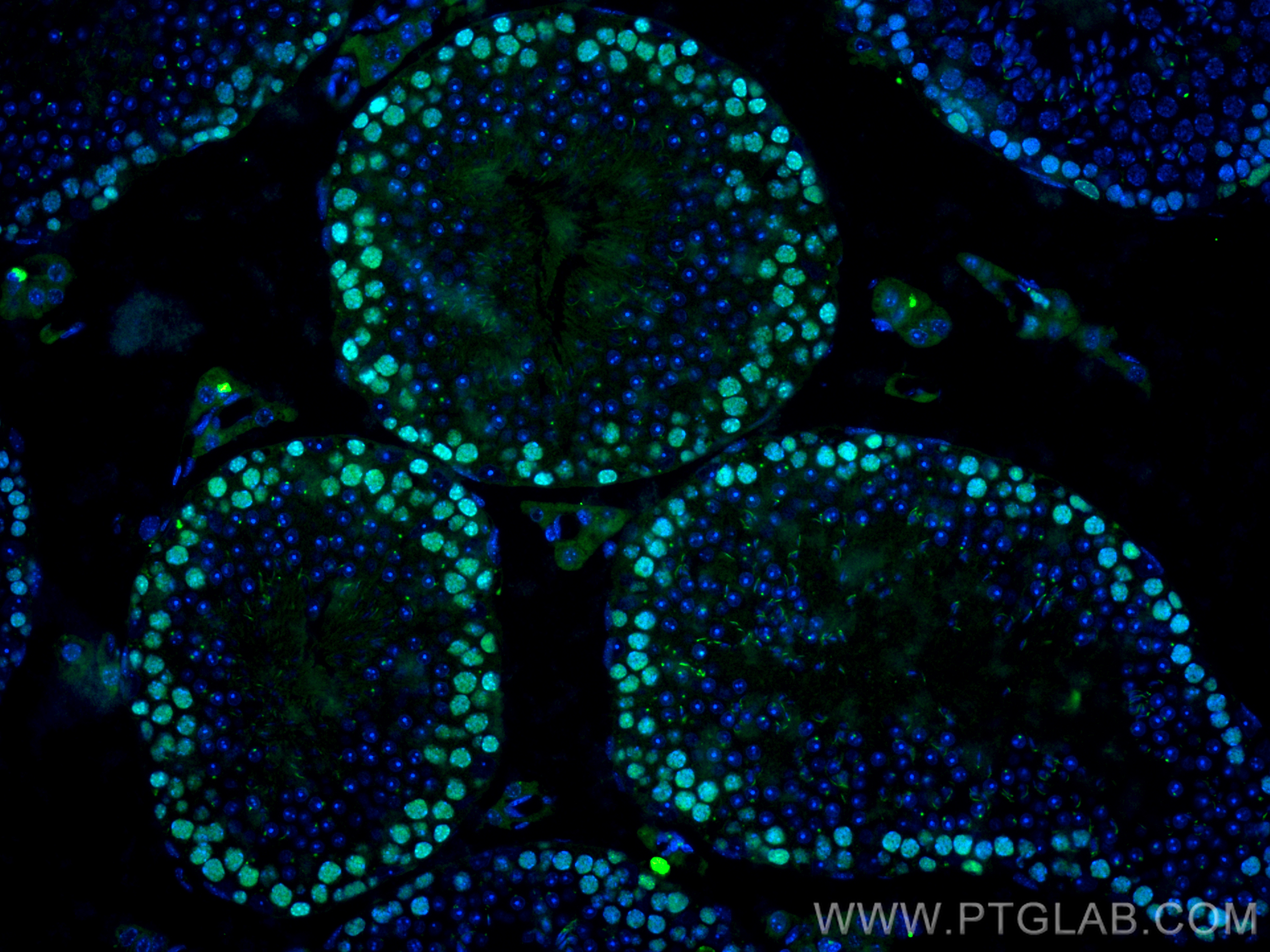 Immunofluorescence (IF) / fluorescent staining of mouse testis tissue using CoraLite® Plus 488-conjugated PCNA Recombinant ant (CL488-81302-6)