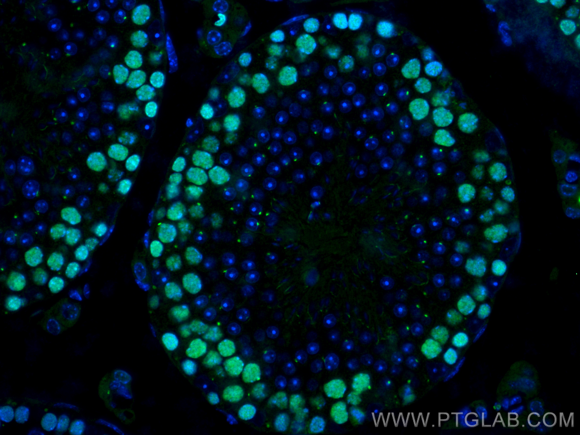 Immunofluorescence (IF) / fluorescent staining of mouse testis tissue using CoraLite® Plus 488-conjugated PCNA Recombinant ant (CL488-81302-6)