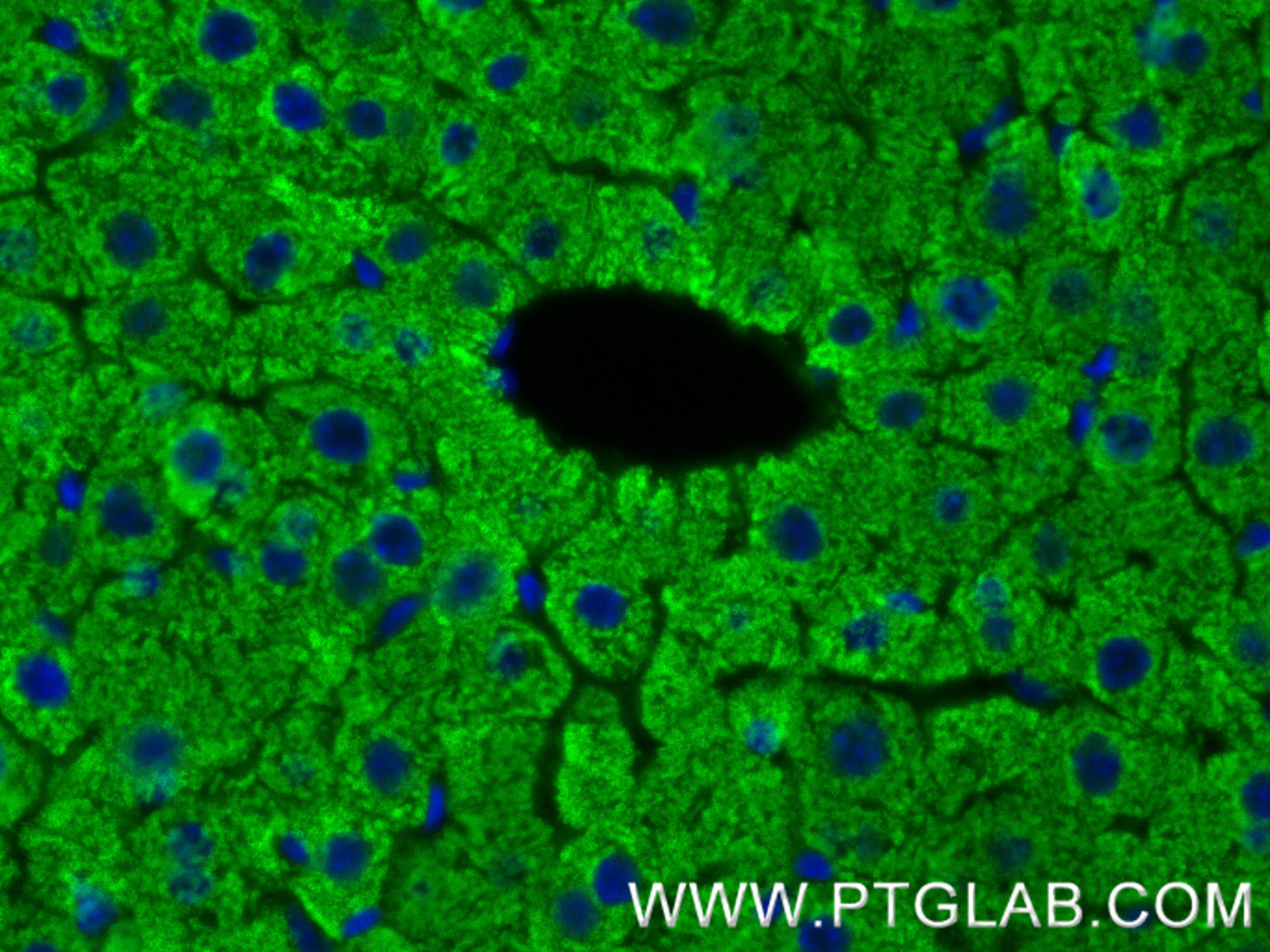 Immunofluorescence (IF) / fluorescent staining of mouse liver tissue using PCSK9 Recombinant antibody (83004-4-RR)