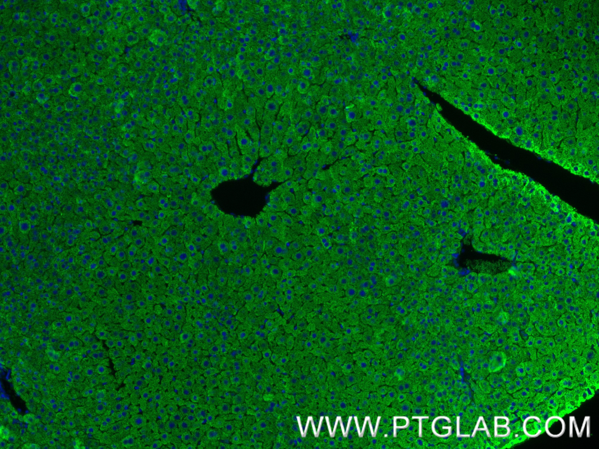 Immunofluorescence (IF) / fluorescent staining of mouse liver tissue using PCSK9 Recombinant antibody (83004-4-RR)